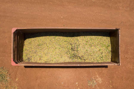 Fresh picked Almonds loaded in a parked tailer