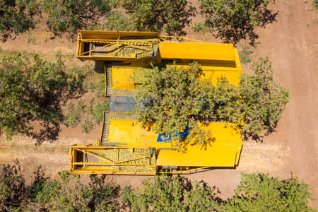 Almond tree harvest using a Mechanical arm to shake ripe Almonds off the tree.の写真素材