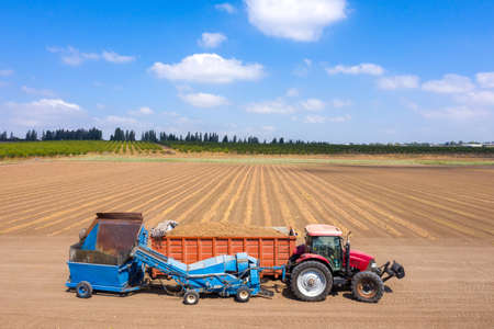Almond picker harvester discharging, Aerial view.の写真素材