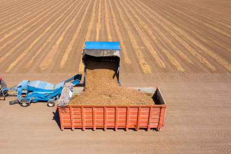 Almond picker harvester discharging, Aerial view.の写真素材