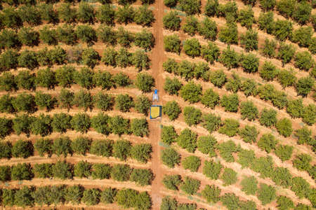 Tractor loaded with fresh Harvested Almonds crossing an Almond tree orchard.の写真素材