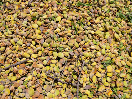 Pile of Fresh picked Almonds, Background image.の写真素材