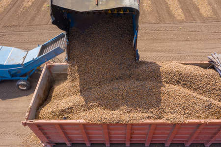 Almond picker harvester discharging, Aerial view.の写真素材
