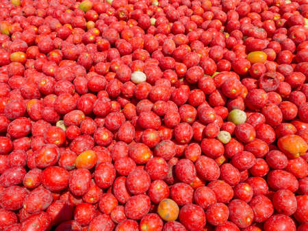Fresh picked pre washed Tomatoes background image.の写真素材