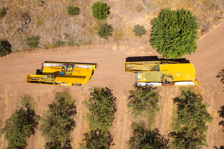 Almond tree harvest using a Mechanical arm to shake ripe Almonds off the tree.の写真素材
