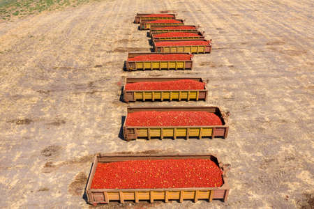 Trailers loaded with Fresh picked Tomatoes parked in an agricultural field.の写真素材