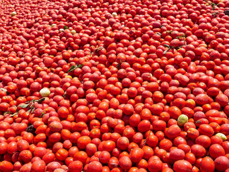 Fresh picked pre washed Tomatoes background image.の写真素材