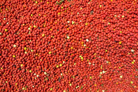 Fresh picked pre washed Tomatoes background image.の写真素材