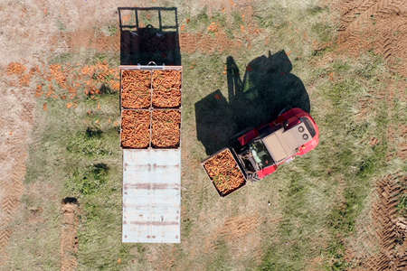 Forklift loading pallets of fresh picked Carrots onto a trailer