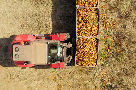 Forklift loading pallets of fresh picked Carrots onto a trailerの写真素材