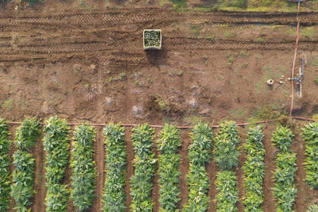 Aerial image of rows of ripe Artichokes in a field.の写真素材