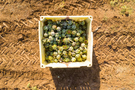 Aerial image of rows of ripe Artichokes in a field.の写真素材