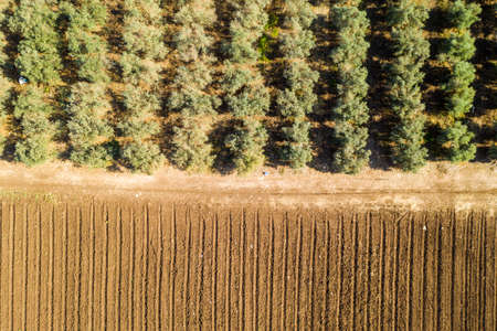 Olive tree plantation, Aerial imageの写真素材