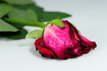 Red rose with a drop of water like a tear with white backgroundの写真素材