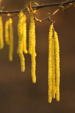 Yellow inflorescenceの写真素材