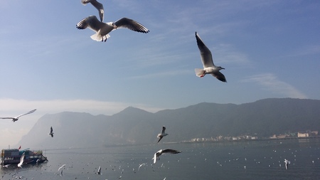 Red-billed Gullの写真素材