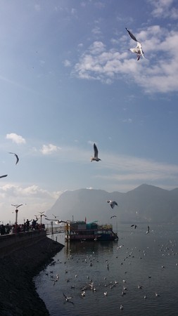 Red-billed Gullのeditorial素材