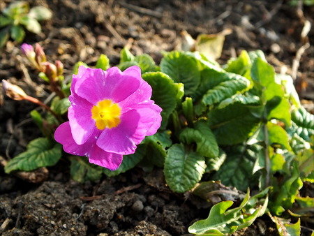 primroseの写真素材