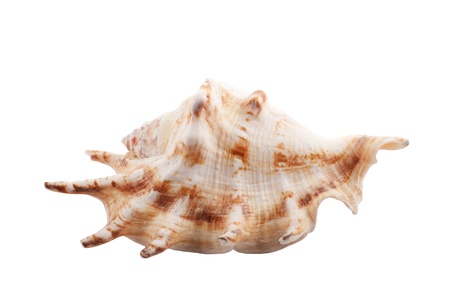 seashell on white background
