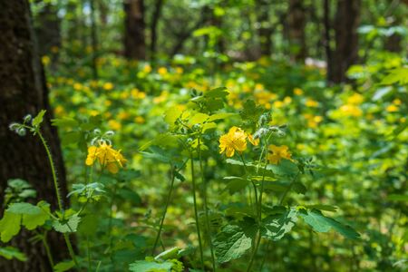 bright yellow celandine flowers in a green pine forest.の写真素材