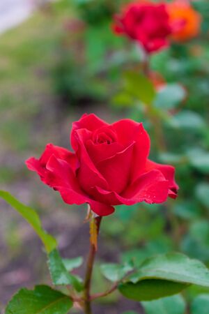 Red rose in the morning garden.の写真素材