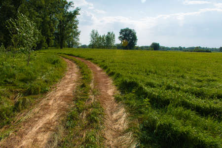 Yellow road through thick green grassの写真素材