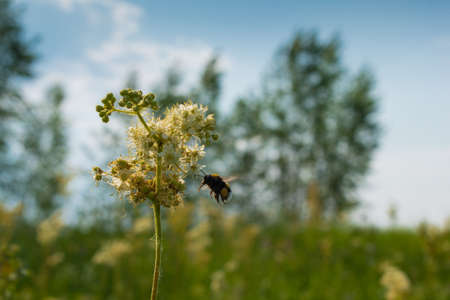 A fluffy bumblebee pollinates a flowerの写真素材