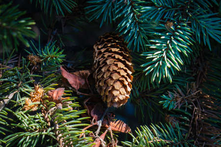 a fir cone on a fluffy green branch.の写真素材