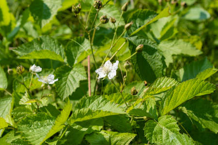 White strawberry flowers on a green background