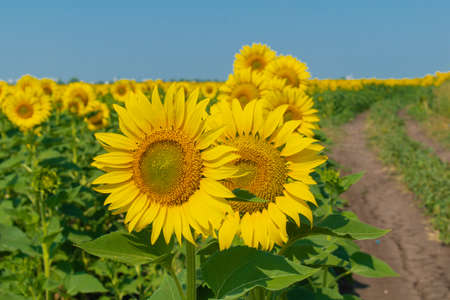 Yellow sunflowers on the fieldの写真素材