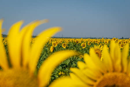 Yellow sunflower field on a green backgroundの写真素材