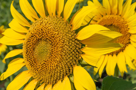 Ripening sunflower yellow for the backgroundの写真素材