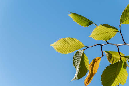 Elm leaves on a blue sky background.の写真素材