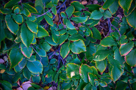 beginning to turn yellow green alder leavesの写真素材