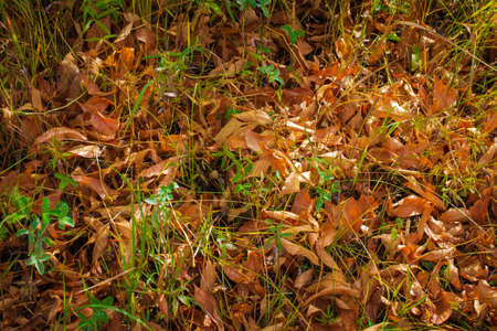 Yellow autumn fallen leaves for background.
