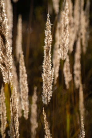 spikelets in the light of the sunの写真素材