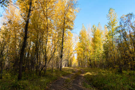 autumn in the middle belt forestの写真素材