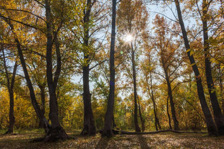 Autumn landscape in a Sunny forestの写真素材