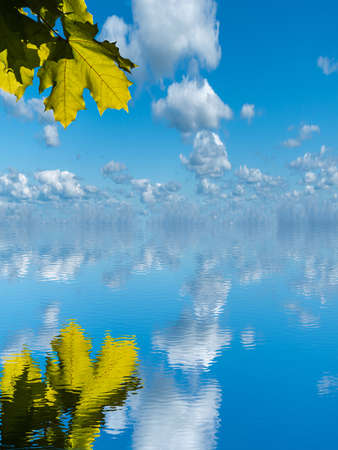 Reflection of maple leaves in the water.