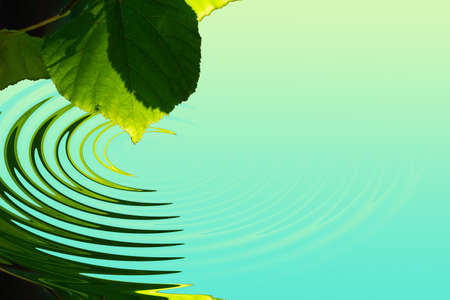 Green leaf with water reflection.の写真素材