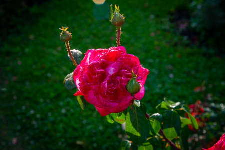 Red rose with dew drops on petalsの写真素材