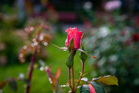 Blossoming rose in dew dropsの写真素材