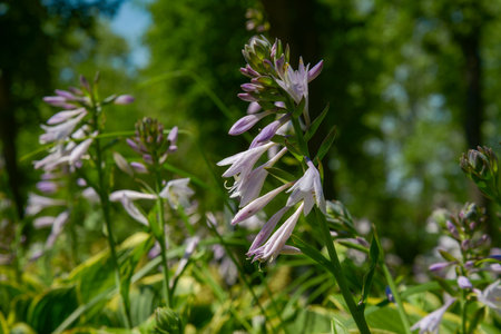 Gently purple flowers Hosta white-edgedの写真素材