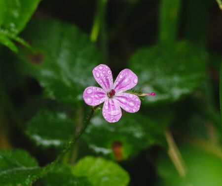 Small purple flower with rain drops and sunlightの写真素材