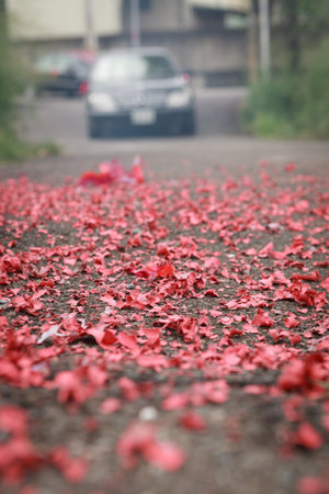 In Chinese marriage customs, the debris of firecrackers left on the road after setting off the wedding firecrackersの写真素材