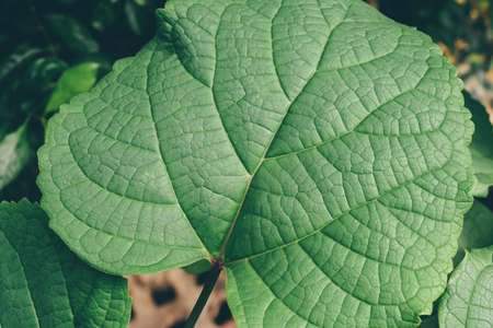 Close-up of green single leaf detail in the sunの写真素材
