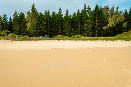 Cloudy and sunny weather, a sandy beach with woodsの写真素材