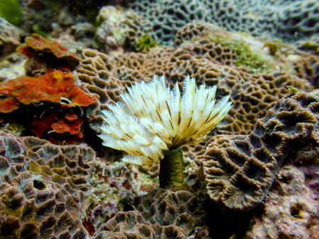 Coral reef in Bali, Indonesia. Coral reef at Bali.の写真素材