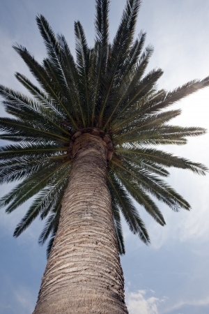 Palm across blue skyの写真素材