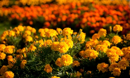Close up of flowers in gardenの写真素材